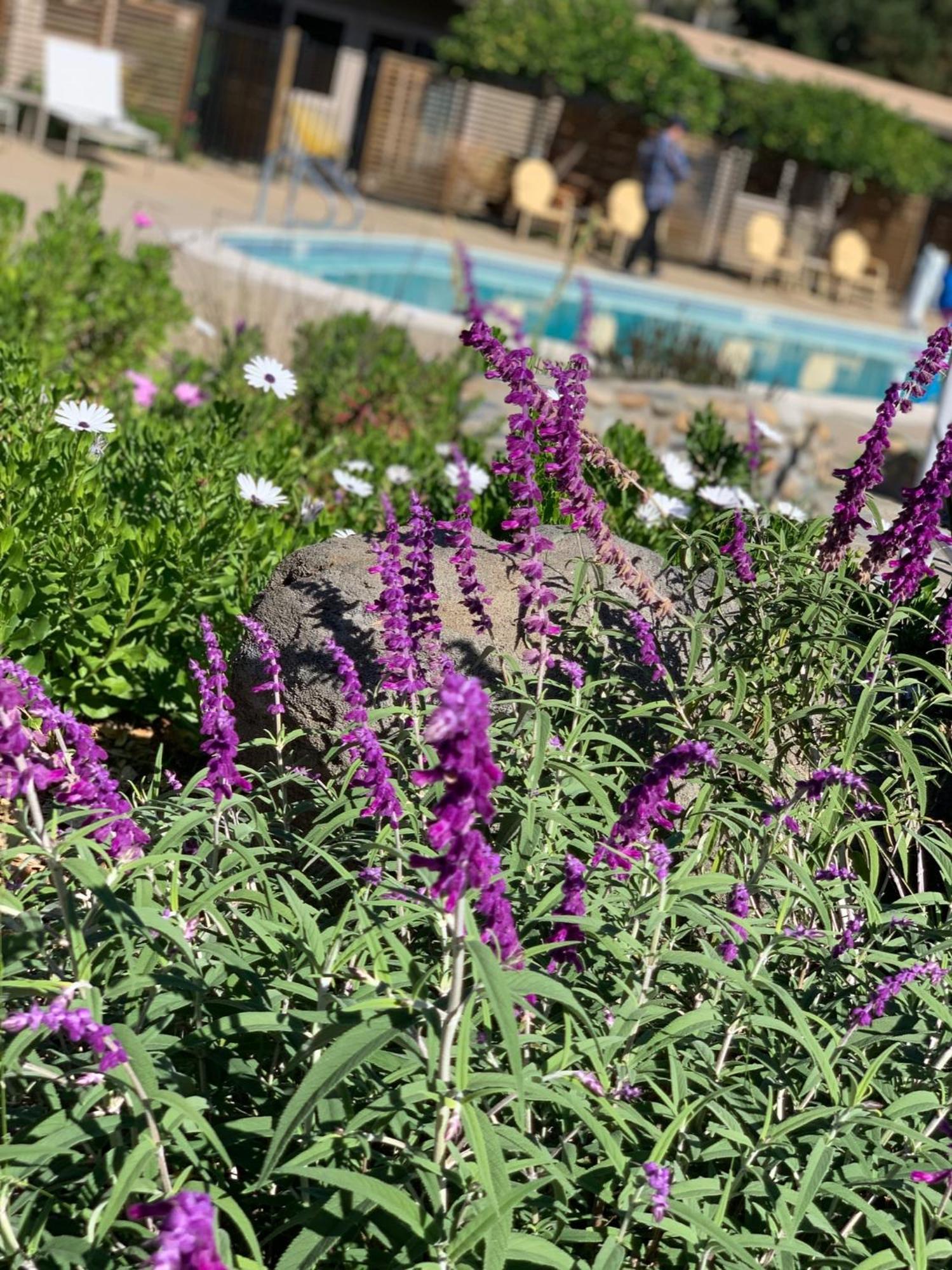 Contenta Inn Carmel Valley Luaran gambar